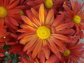 orange flowers on black background