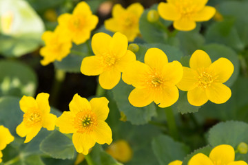 Bright yellow flowers in spring time