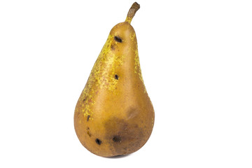 Boring trace of a codling moth Cydia Pomonella, in a wormy pear. On white background.