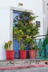 Fototapeta na wymiar flowers in pots and a door