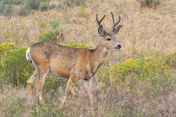 Naklejka na ściany i meble Mule deer (Odocoileus hemionus) male grazing in highland prairie, Wyoming, USA