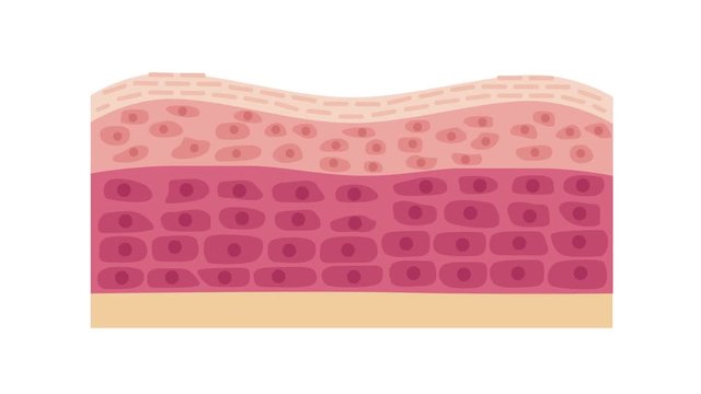 collagen in younger skin and aging graphic animation