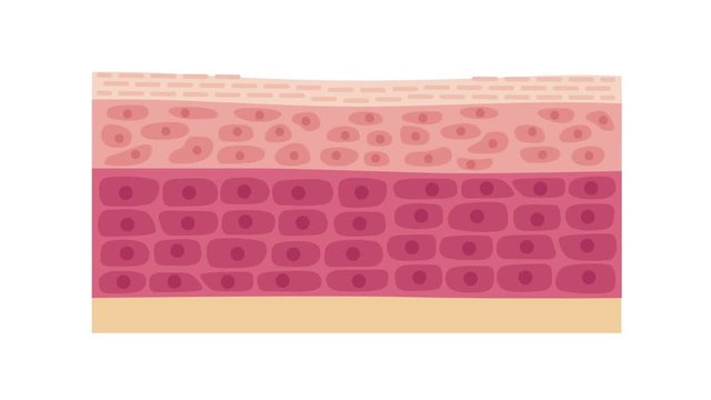 collagen in younger skin and aging graphic animation / slow version 