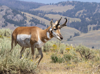 Pronghorn (Antilocapra americana) male grazing on the hill in highland prairie, Wyoming, USA