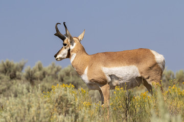 Pronghorn (Antilocapra americana) male grazing on the hill in highland prairie, Wyoming, USA