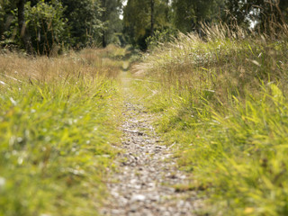A dirt path in the forest, surrounded by grass