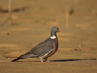 The common wood pigeon (Columba palumbus) on sand