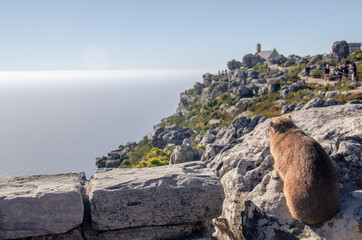 Tafelberg Klippschliefer