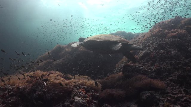 The hawksbill sea turtle (Eretmochelys imbricata) swims over anemone garden. Filmed from bellow with the sun rays 