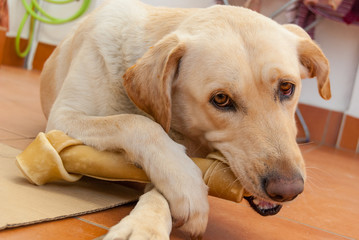 perro labrador golden mordiendo