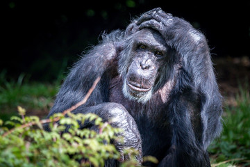 Chimpanzee with  human epression