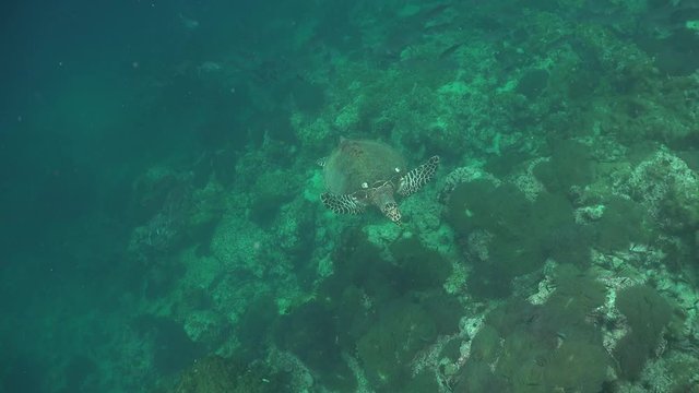 The hawksbill sea turtle (Eretmochelys imbricata) filmed from different angles 