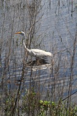 Great Egret, bird, nature, wildlife, nature