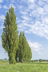 Summer landscape with trees Populus nigra var. pyramidalis against blue sky background. alley of trees Populus nigra var. pyramidalis against blue sky background