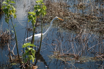 Great Egret, bird, nature, wildlife, nature