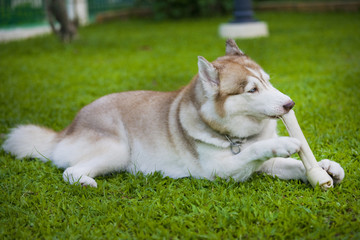 Siberian Husky is lovely,friendly,cute dog for people.Life is full fill exercise,funny,enjoy eating and play like children.