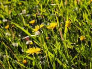 lawn with bright grass and flowers