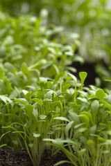  Gartenkresse-  Keimlinge