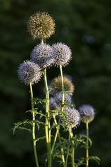 Honey Plant Echinops ritro, Southern globethistle, Globethistle, wild plant