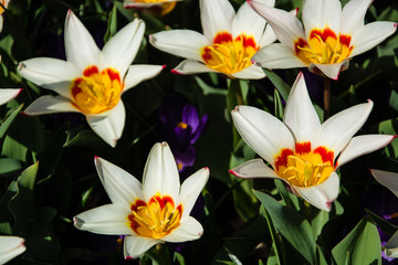 Obraz na płótnie Canvas Tulpen im Frühling