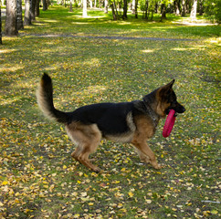 dog play in the morning in the Park