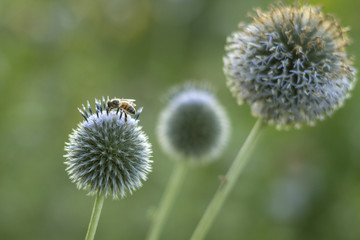 Fototapeta premium Honey Plant Echinops ritro, Southern globethistle, Globethistle, wild plant