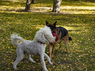dogs play in the morning in the Park