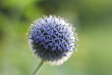 Honey Plant Echinops ritro, Southern globethistle, Globethistle, wild plant