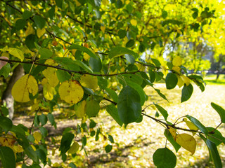 Park in the morning sun