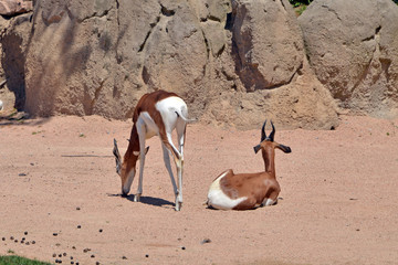 gruppo di antilopi 