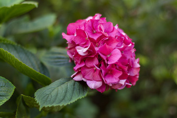 red Hydrangea flower (Hydrangea macrophylla) in a garden.Hydrangea flowers background.