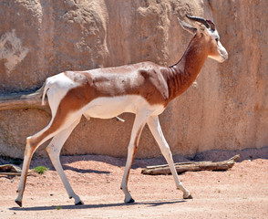 una antilope in varie pose su un terreno brullo