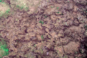 Colorful natural textured pattern