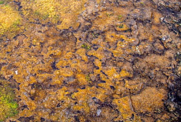 Colorful natural textured pattern