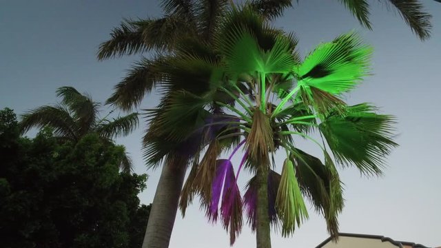 Beleuchtete Palme mit kreischenden Papageien