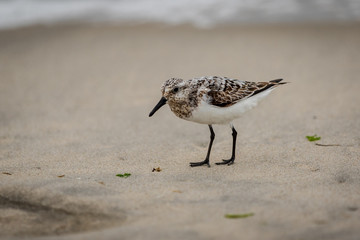 Shore Bird