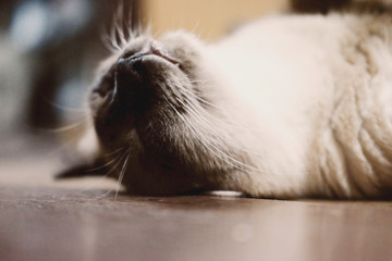 Siamese cat sleeping on the wooden floor 