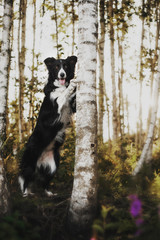 Border collie in the forest