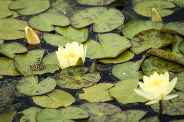 Hidden frog on lily pad
