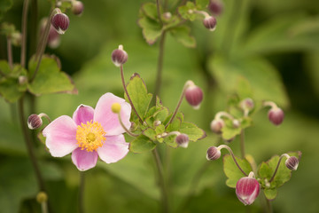 Obraz premium Spring flower and buds