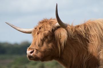 Highland cow in the New Forest, Hampshire UK