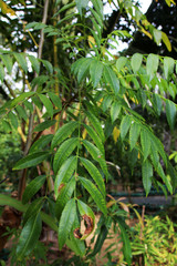 Ambarella (Spondias dulcis Soland. ex Forst. fil.) leaves in the spice garden in Sri Lanka