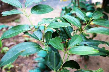 True cinnamon tree (Cinnamomum verum J. S. Presl) leaves in the spice garden in Sri Lanka