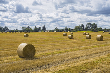 Fototapeta premium Haystack and straw stacks on cleaned field. Agricultural autumn landscape