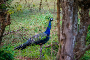 peacok in yala national parc