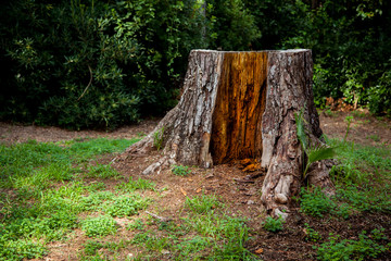 Fototapeta premium Tocón de un árbol centenario en el bosque