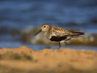 Dunlin (Calidris alpina) in breeding plumage