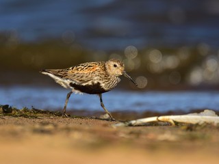 Dunlin (Calidris alpina) in breeding plumage