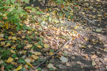 leaf ground