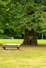 Bench under  an old oak in the city park